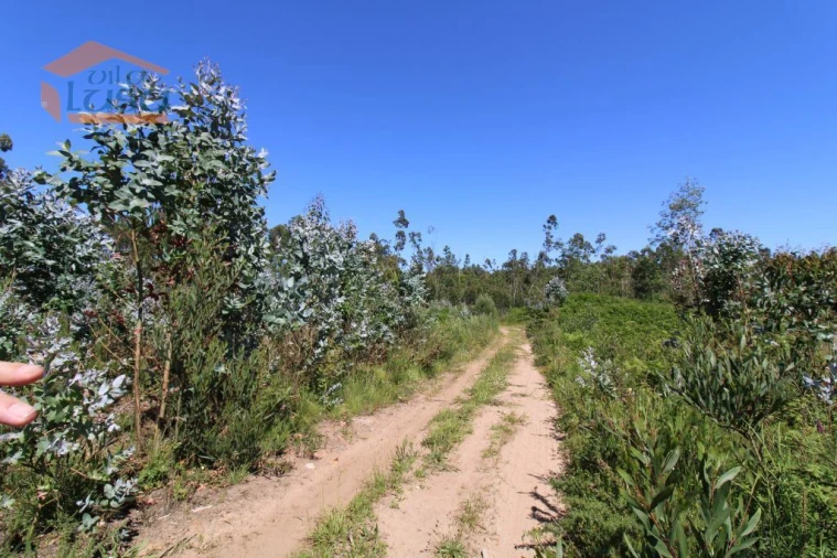Terreno Agricola ou Rústico para Venda em Grijó e Sermonde Foto 2