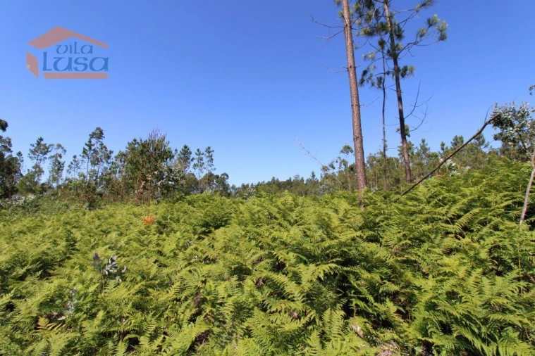 Terreno Agricola ou Rústico para Venda em Grijó e Sermonde Foto 9