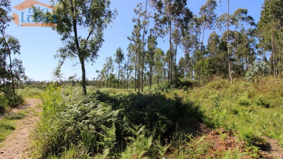 Terreno Agricola ou Rústico para Venda em Grijó e Sermonde