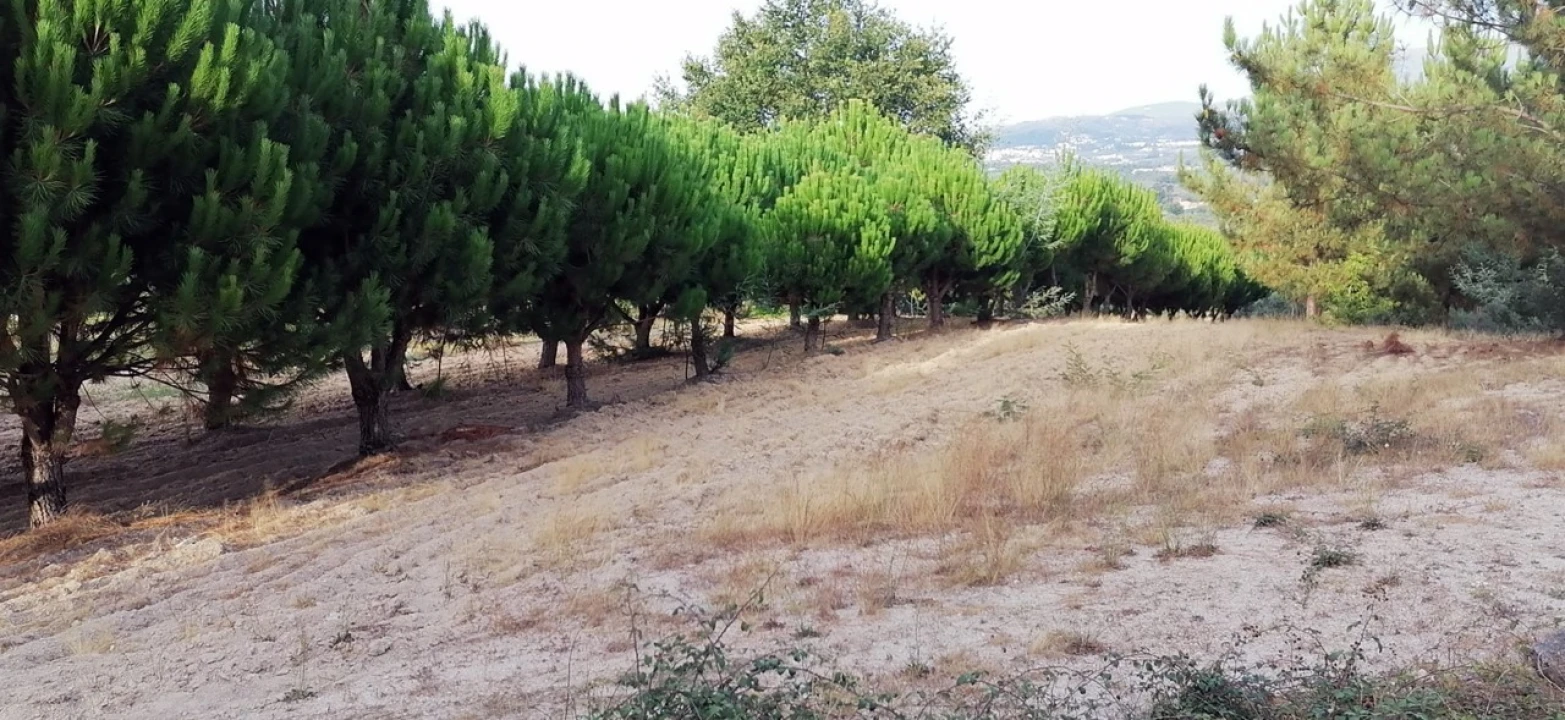 Terreno para Venda em Rio Torto e Lagarinhos Foto 3