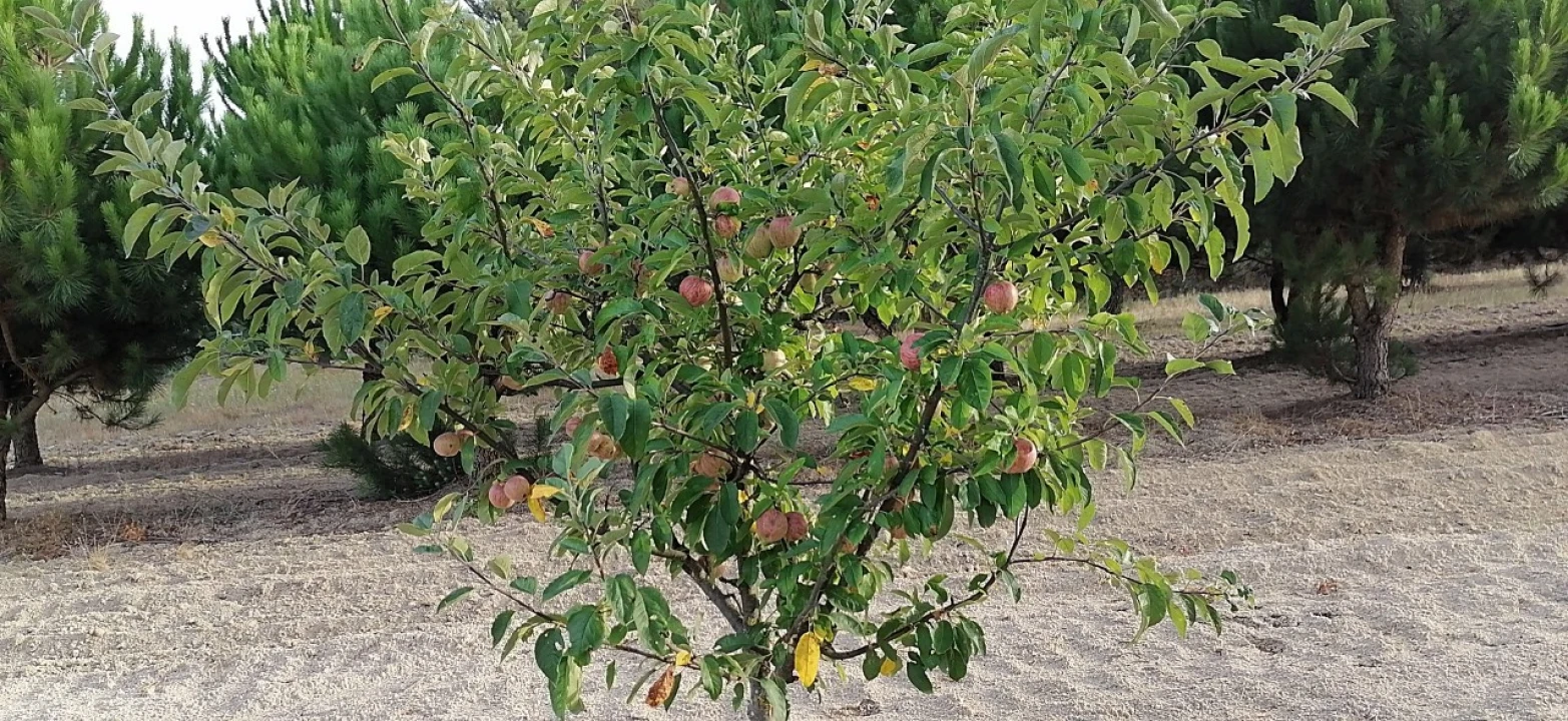 Terreno para Venda em Rio Torto e Lagarinhos Foto 33