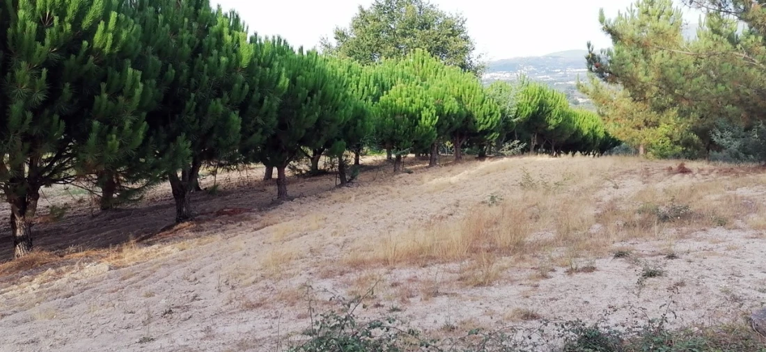 Terreno para Venda em Rio Torto e Lagarinhos Foto 3