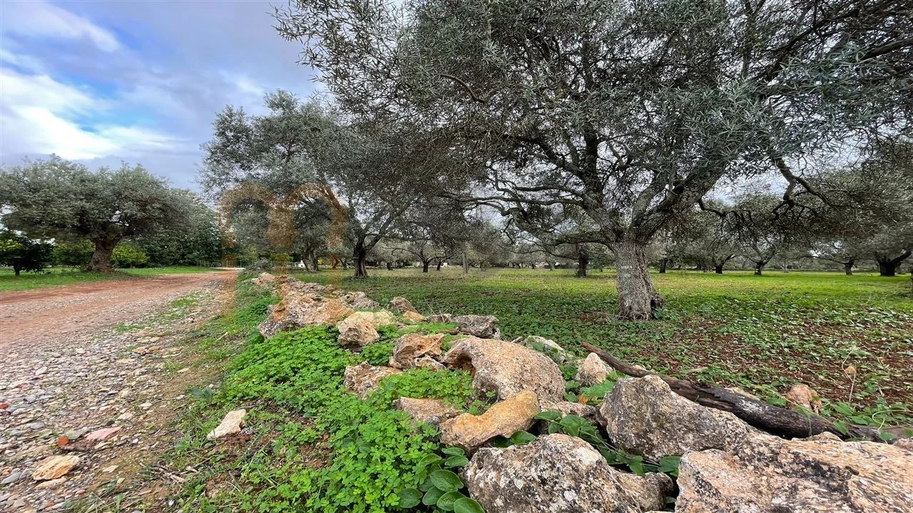 Quinta para Venda em Moncarapacho e Fuseta Foto 10