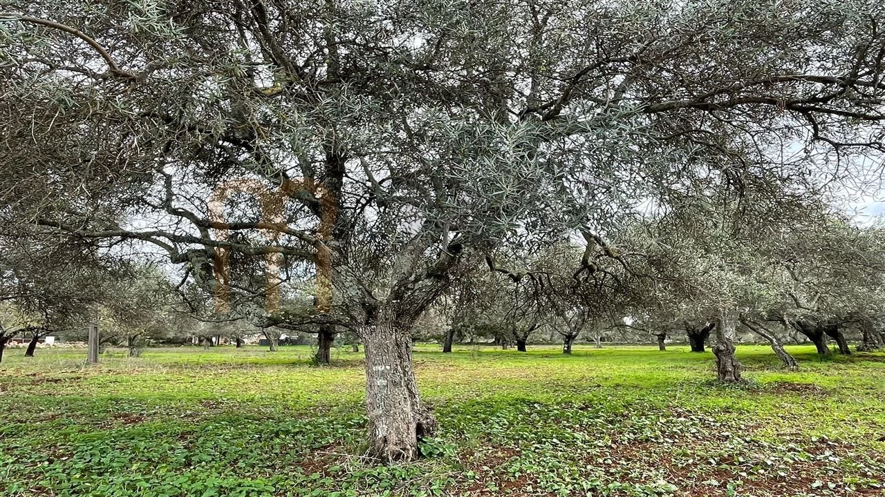 Quinta para Venda em Moncarapacho e Fuseta Foto 13