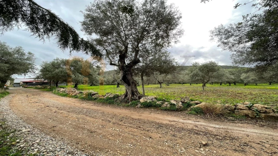 Quinta para Venda em Moncarapacho e Fuseta Foto 11