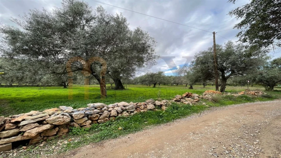 Quinta para Venda em Moncarapacho e Fuseta Foto 18