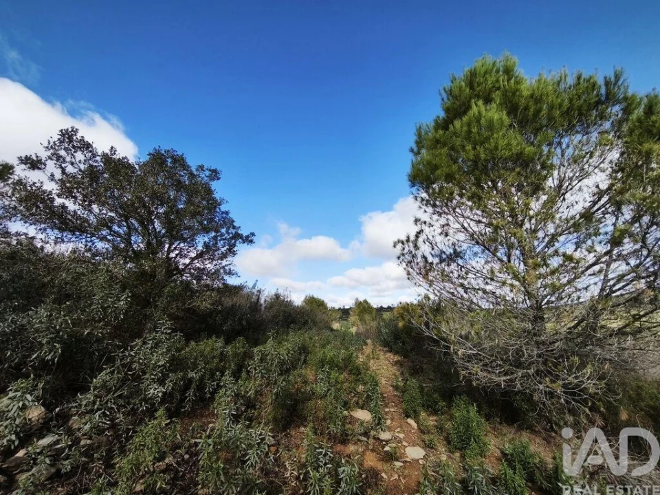 Terreno para Venda em São Miguel do Pinheiro, São Pedro de Solis, São Sebastião dos Carros Foto 6