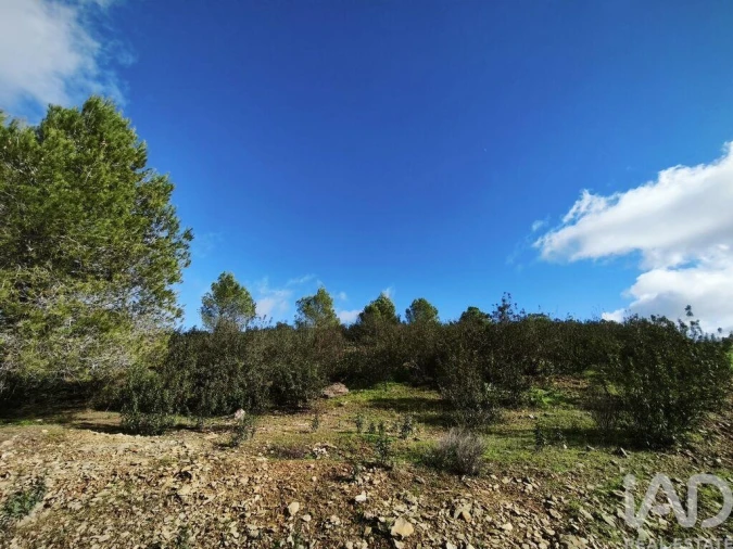 Terreno para Venda em São Miguel do Pinheiro, São Pedro de Solis, São Sebastião dos Carros Foto 29