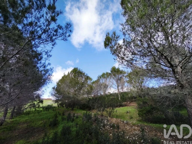 Terreno para Venda em São Miguel do Pinheiro, São Pedro de Solis, São Sebastião dos Carros Foto 34