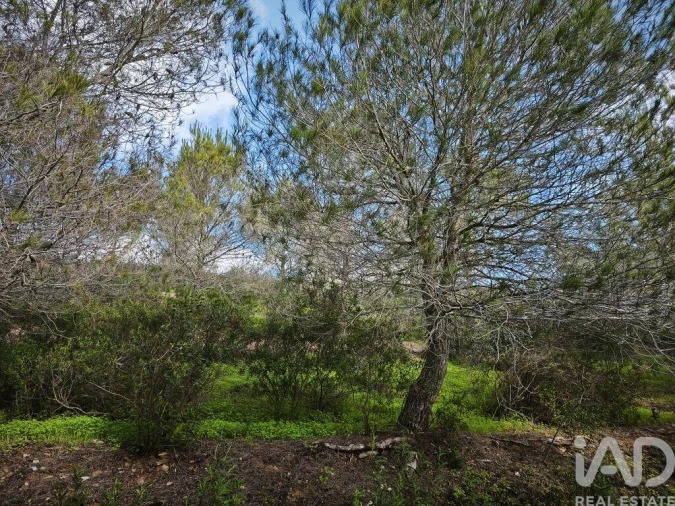 Terreno para Venda em São Miguel do Pinheiro, São Pedro de Solis, São Sebastião dos Carros Foto 35