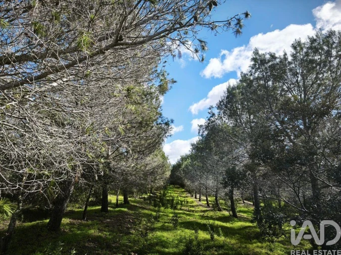 Terreno para Venda em São Miguel do Pinheiro, São Pedro de Solis, São Sebastião dos Carros Foto 33