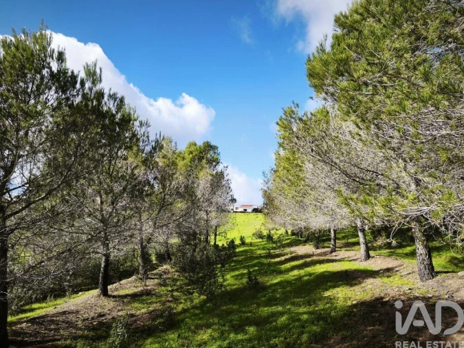 Terreno para Venda em São Miguel do Pinheiro, São Pedro de Solis, São Sebastião dos Carros Foto 31