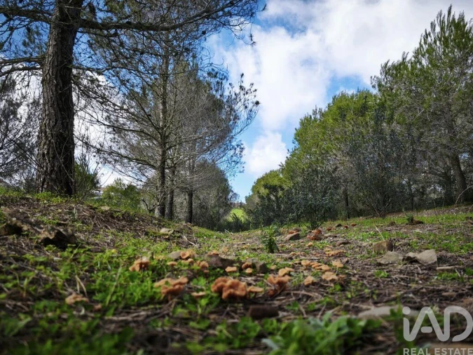 Terreno para Venda em São Miguel do Pinheiro, São Pedro de Solis, São Sebastião dos Carros Foto 30