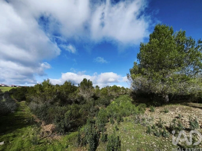 Terreno para Venda em São Miguel do Pinheiro, São Pedro de Solis, São Sebastião dos Carros Foto 28