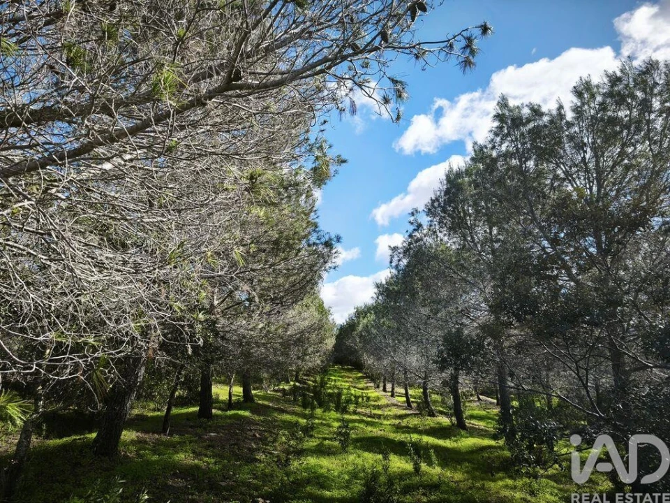 Terreno para Venda em São Miguel do Pinheiro, São Pedro de Solis, São Sebastião dos Carros Foto 33