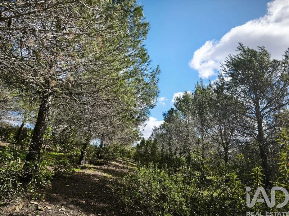 Terreno para Venda em São Miguel do Pinheiro, São Pedro de Solis, São Sebastião dos Carros Foto 38