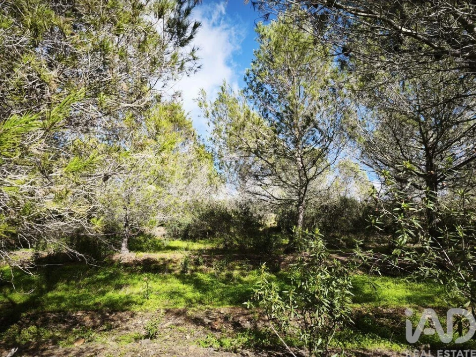 Terreno para Venda em São Miguel do Pinheiro, São Pedro de Solis, São Sebastião dos Carros Foto 32