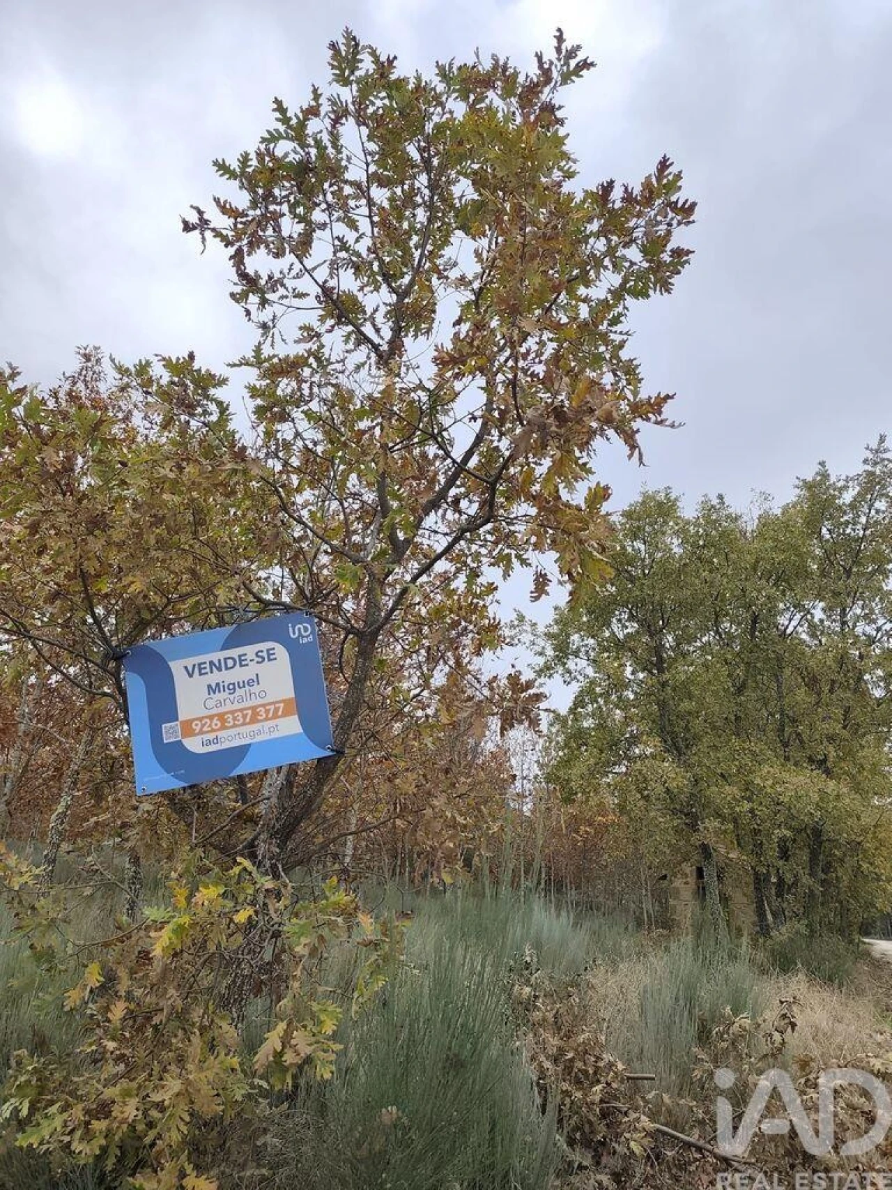 Terreno para Venda em Sabugal e Aldeia de Santo António Foto 3