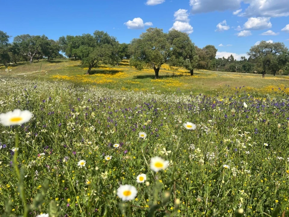 Quinta T2 para Venda em Raposa Foto 3