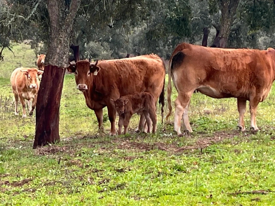 Quinta T2 para Venda em Raposa Foto 12