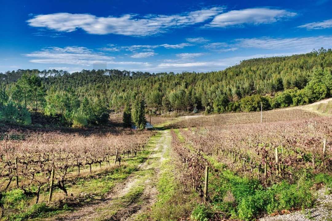 Quinta T20 para Venda em Nossa Senhora das Misericordias Foto 7