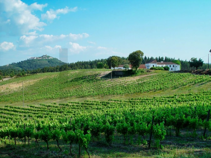 Quinta T20 para Venda em Nossa Senhora das Misericordias Foto 5