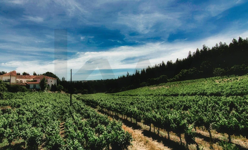 Quinta T20 para Venda em Nossa Senhora das Misericordias Foto 6