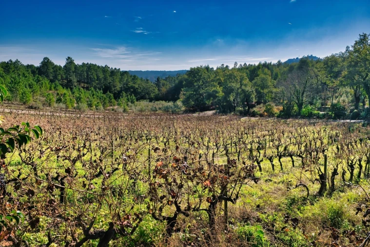 Quinta T20 para Venda em Nossa Senhora das Misericordias Foto 8