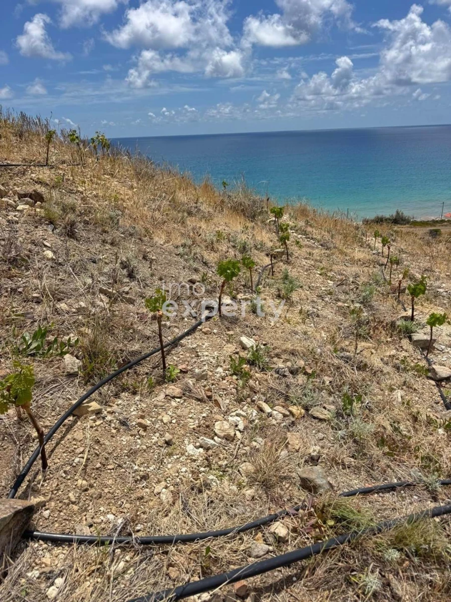 Terreno para Venda em Porto Santo Foto 12