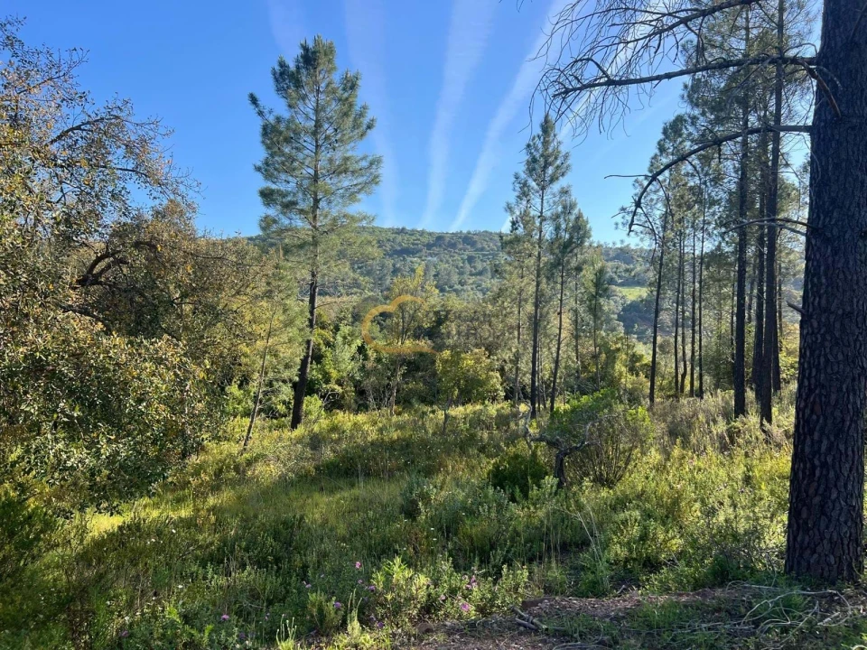 Terreno Agricola ou Rústico para Venda em Alte Foto 5
