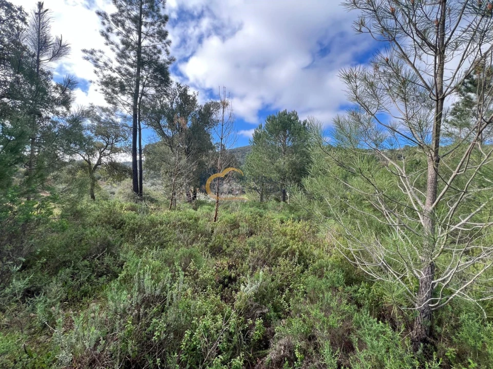 Terreno Agricola ou Rústico para Venda em Alte Foto 5