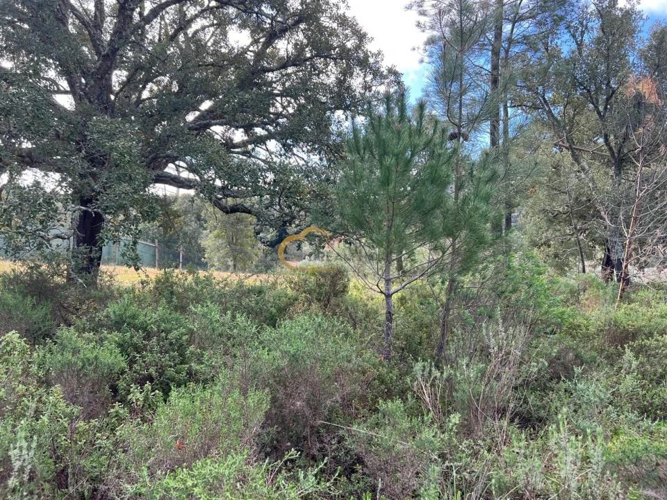 Terreno Agricola ou Rústico para Venda em Alte Foto 9