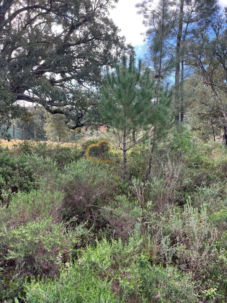 Terreno Agricola ou Rústico para Venda em Alte Foto 21