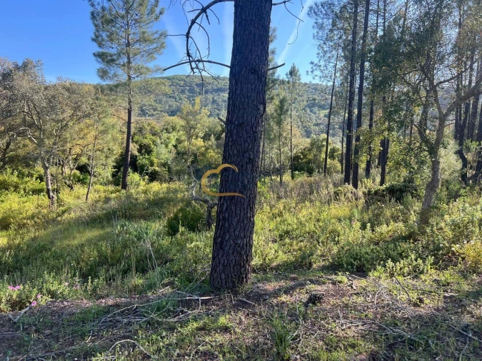 Terreno Agricola ou Rústico para Venda em Alte Foto 6