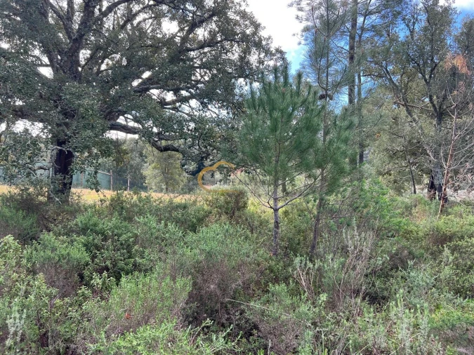 Terreno Agricola ou Rústico para Venda em Alte Foto 9