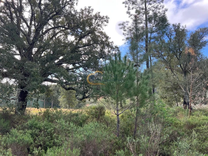 Terreno Agricola ou Rústico para Venda em Alte Foto 10