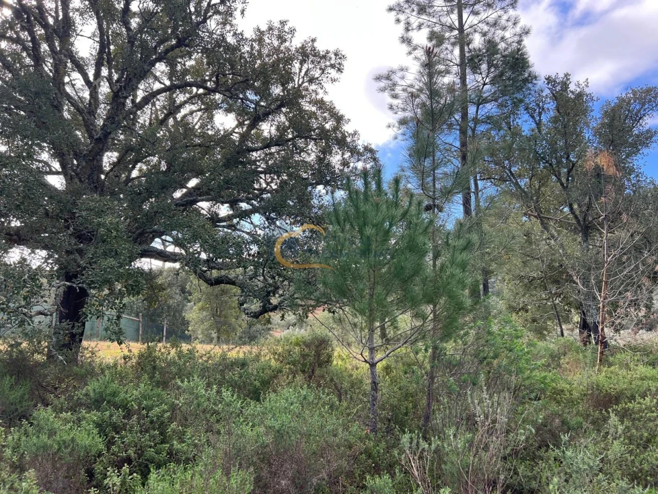 Terreno Agricola ou Rústico para Venda em Alte Foto 10