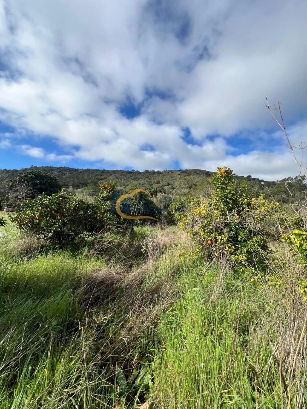 Terreno Agricola ou Rústico para Venda em Alte Foto 12