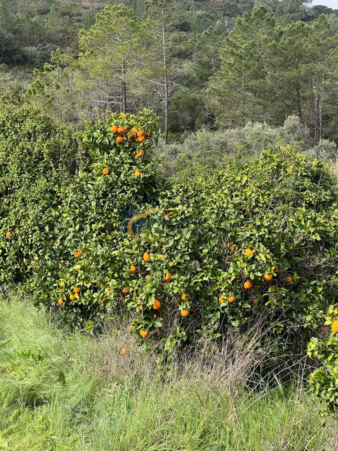 Terreno Agricola ou Rústico para Venda em Alte Foto 7