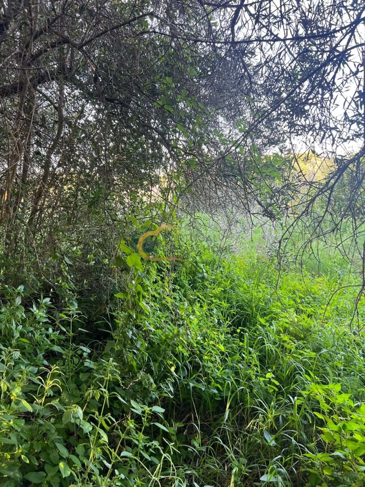 Terreno Agricola ou Rústico para Venda em Alte Foto 16