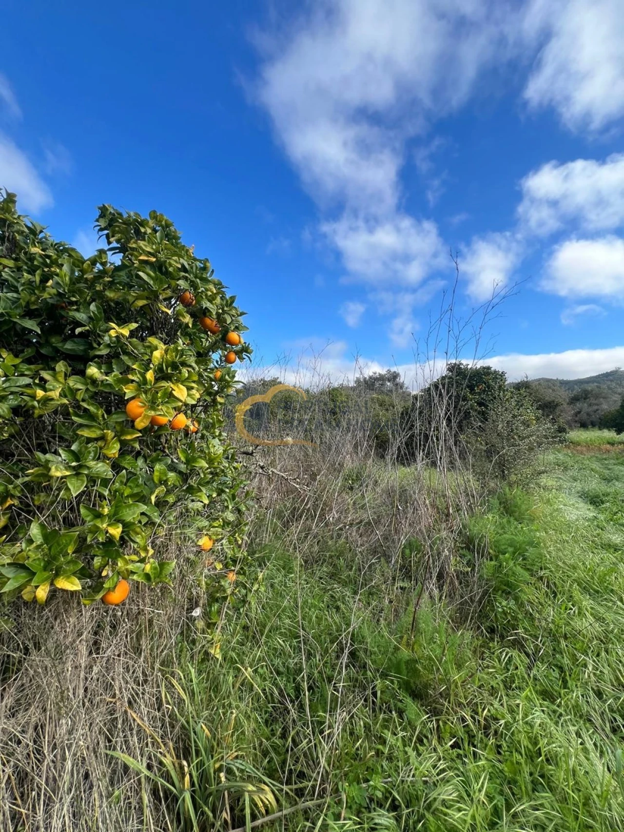 Terreno Agricola ou Rústico para Venda em Alte Foto 17