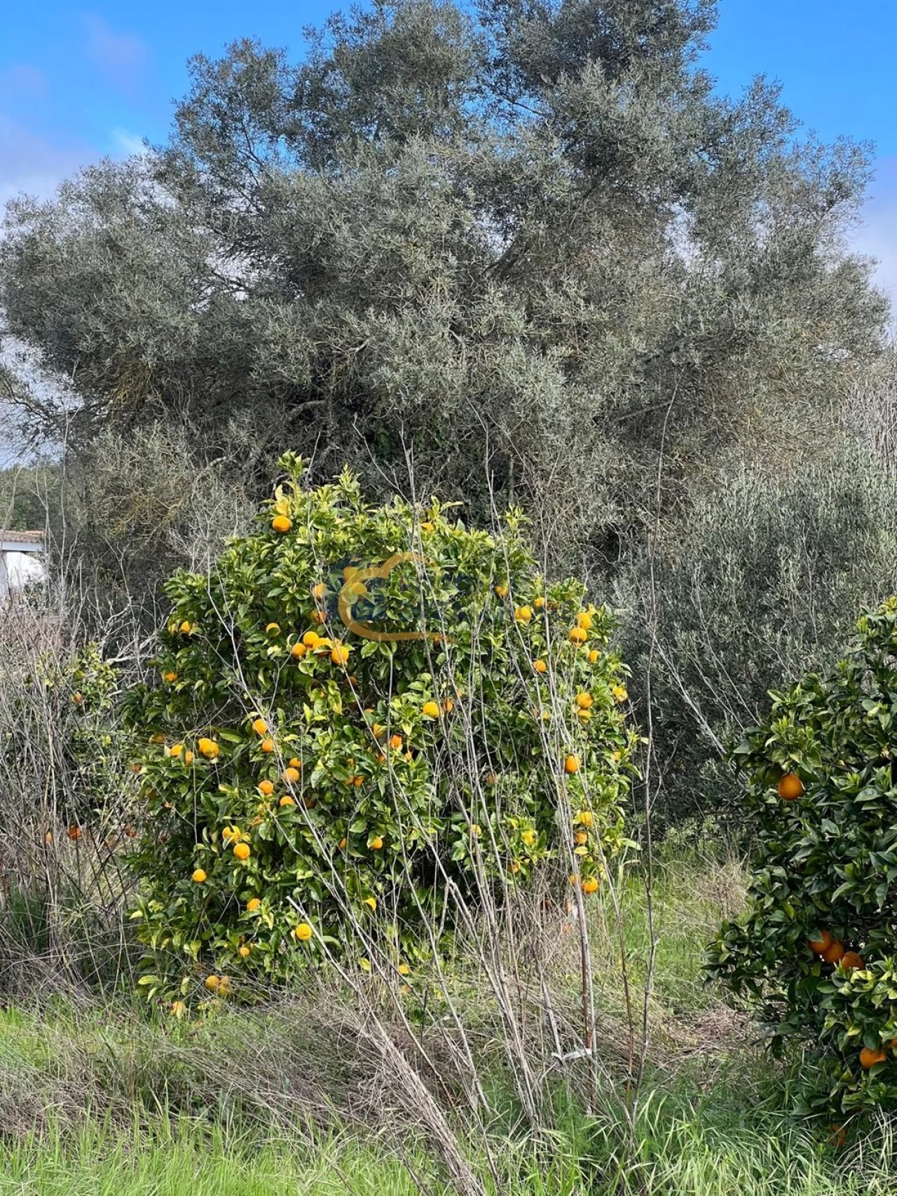 Terreno Agricola ou Rústico para Venda em Alte Foto 3