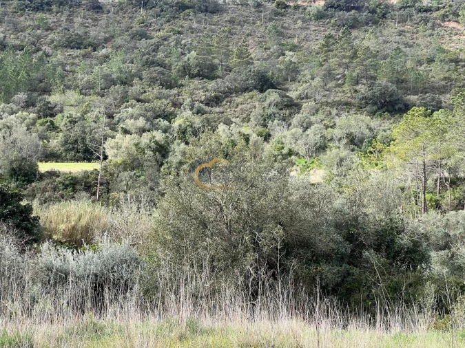 Terreno Agricola ou Rústico para Venda em Alte Foto 21