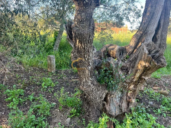 Terreno Agricola ou Rústico para Venda em Alte Foto 20