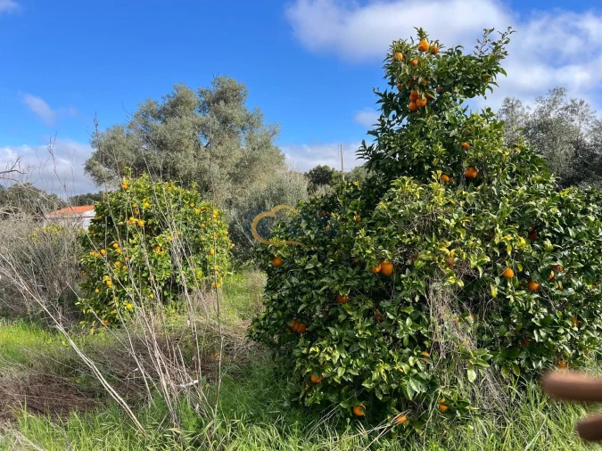 Terreno Agricola ou Rústico para Venda em Alte Foto 20