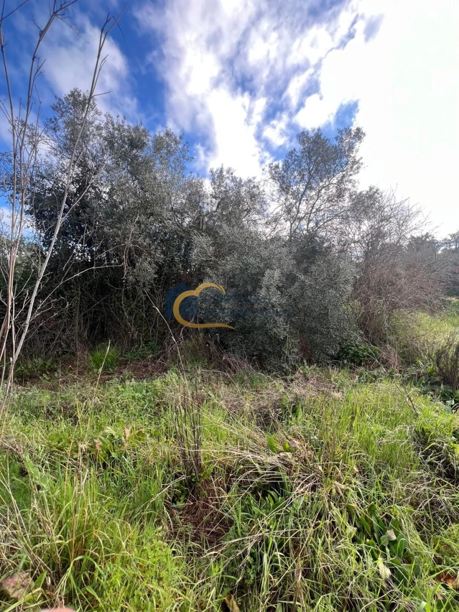 Terreno Agricola ou Rústico para Venda em Alte Foto 13