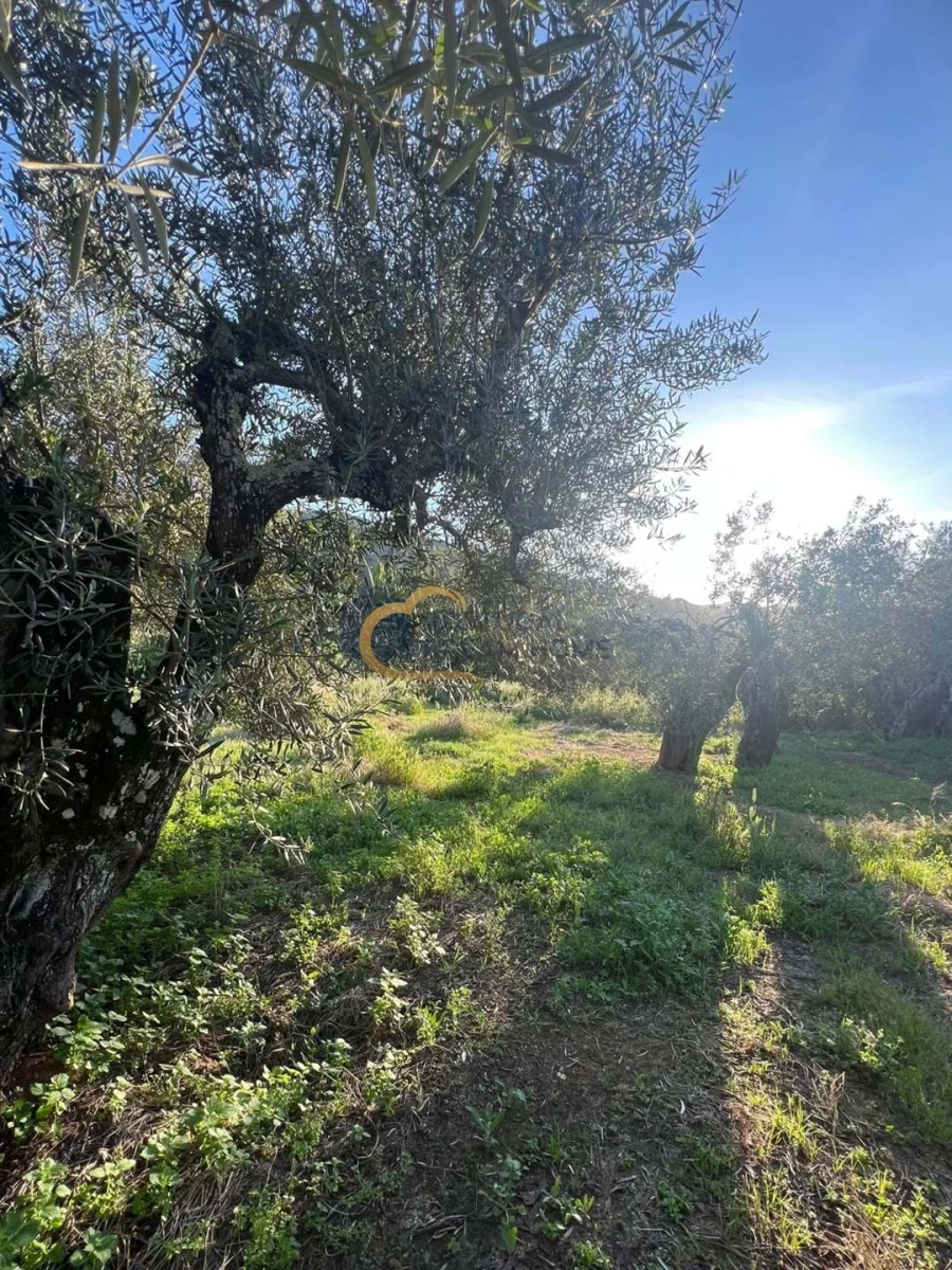 Terreno Agricola ou Rústico para Venda em Alte Foto 11