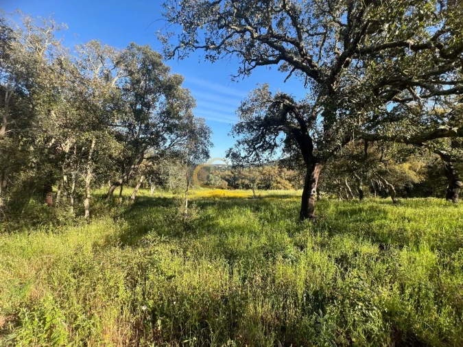 Terreno Agricola ou Rústico para Venda em Alte Foto 33