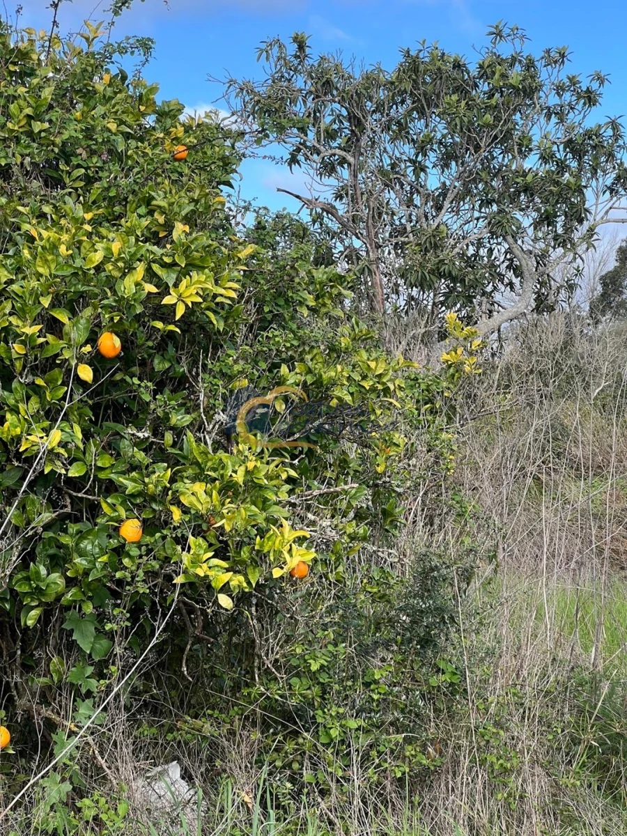 Terreno Agricola ou Rústico para Venda em Alte Foto 4