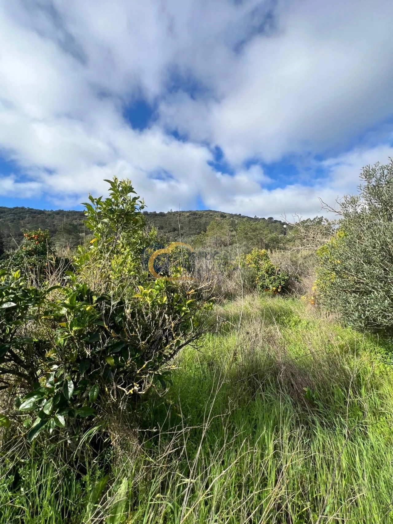 Terreno Agricola ou Rústico para Venda em Alte Foto 9